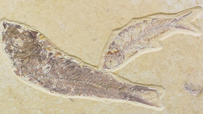 Multiple Knightia Fossil Fish Plate - x #42405